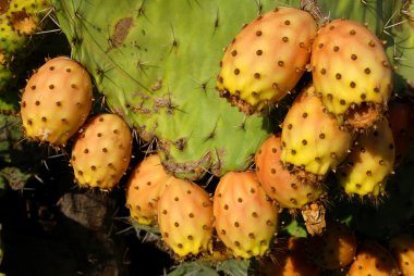 Opuntia kaktüsü.