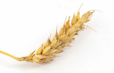 Wheat ear clipart