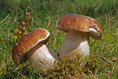 Boletus İkizler