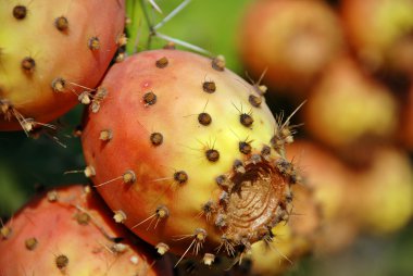 Opuntia kaktüsü.