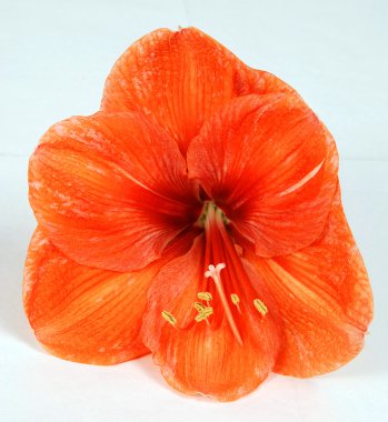 Orange amaryllis clipart