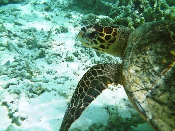 Черепаха і кораловий риф — стокове фото