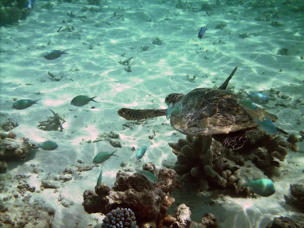Черепаха і кораловий риф — стокове фото