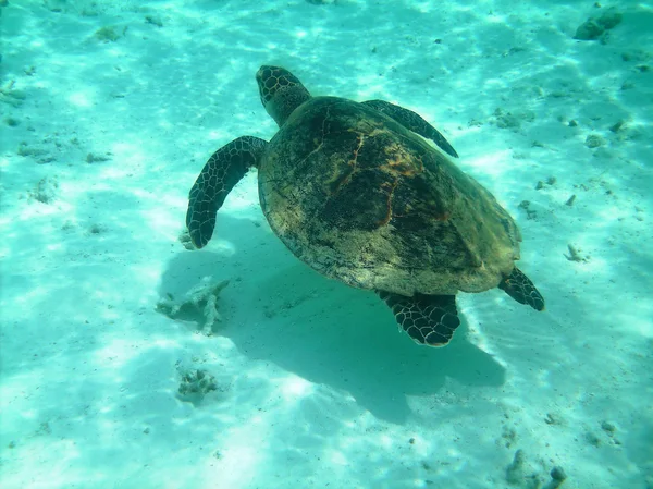 stock image Turtle and coral reef