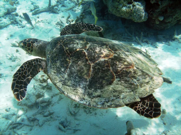 Recifes de tartaruga e coral — Fotografia de Stock