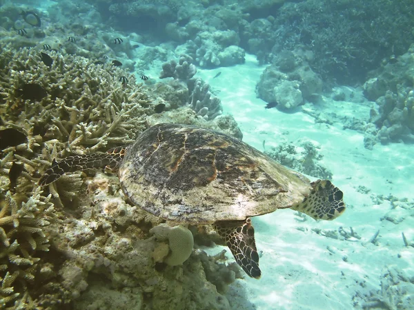 Tortuga y arrecife de coral —  Fotos de Stock