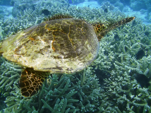 Schildpad en koraal rif — Stockfoto