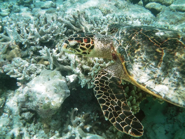 RayasKaplumbağa ve mercan resifi — Stok fotoğraf