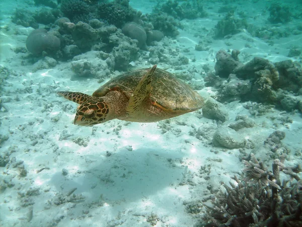 Recifes de tartaruga e coral — Fotografia de Stock
