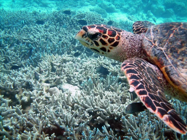 stock image Turtle and coral reef