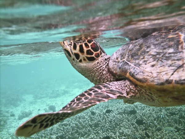 Schildpad en koraal rif — Stockfoto