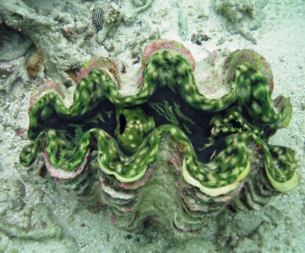 Гіганта clam — стокове фото