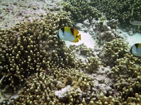 热带鱼 — 图库照片