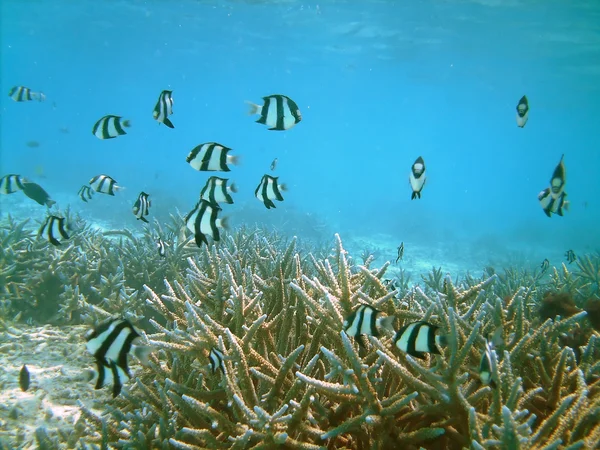 stock image Undersea life on coral