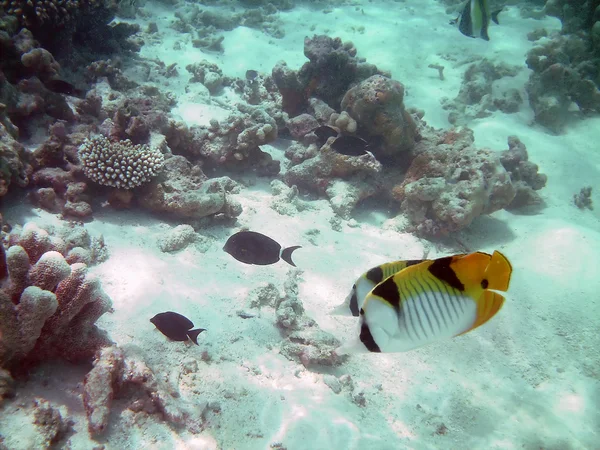 stock image Tropical fish