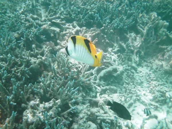 Stock image Tropical fish