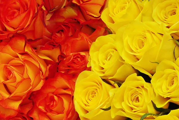 Twee soorten rozen — Stockfoto