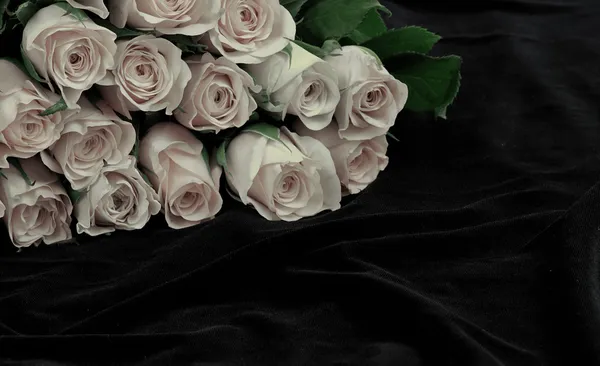Witte rozen op het zwart — Stockfoto