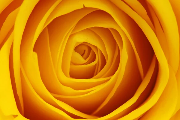Yellow rose macro — Stock Photo, Image