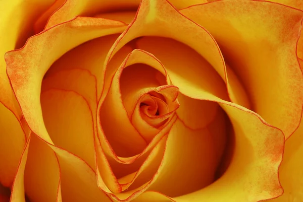 Oranžové růže — Stock fotografie