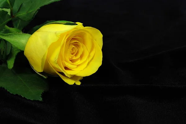 在黑色的黄玫瑰 — 图库照片