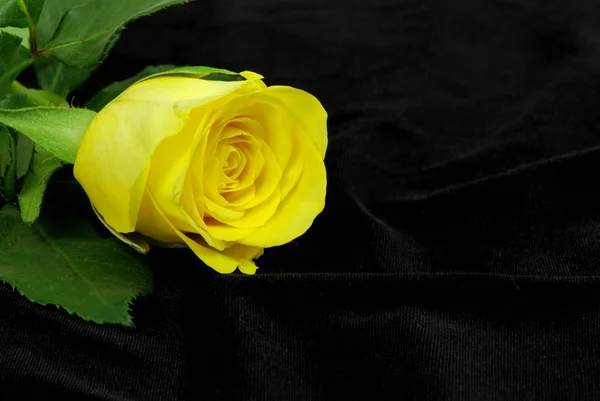 黒の黄色いバラ — ストック写真