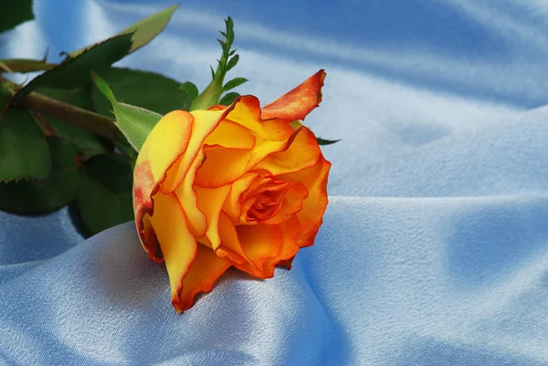 Роза на атласні — стокове фото