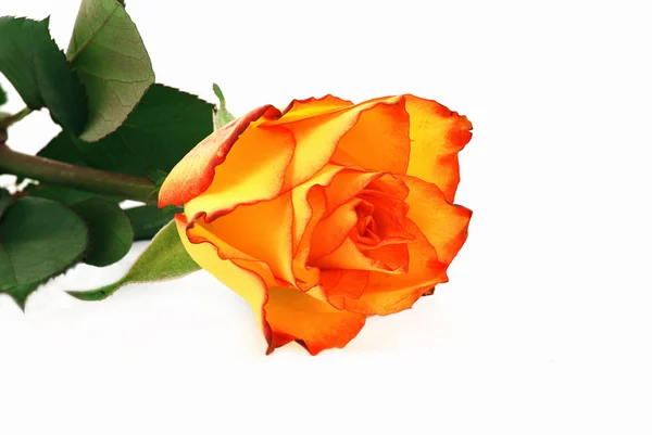 Oranje rose — Stockfoto