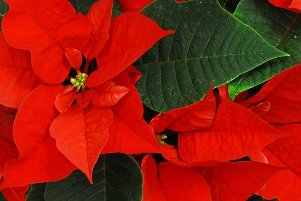 stock image Red Poinsettia