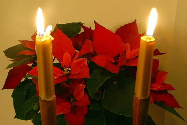 圣诞花和圣诞蜡烛 — 图库照片