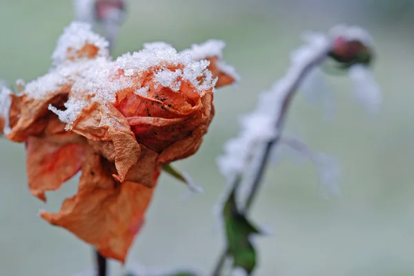 Frozen rose — Stock Photo, Image