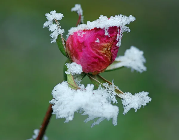 Холодная роза — стоковое фото