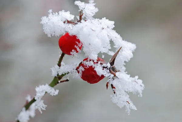 Wildrose mit Schnee — Stockfoto
