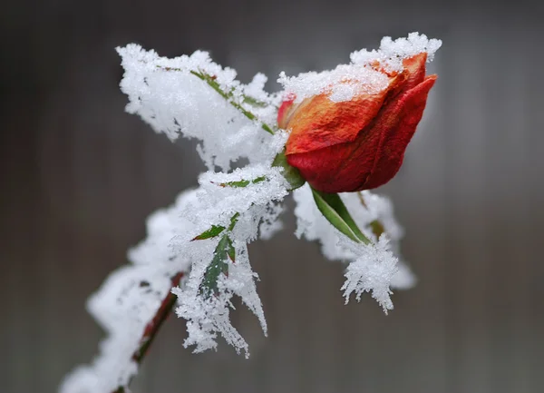 Frozen rose — Stock Photo, Image