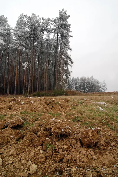 Forêt et champ d'hiver — Photo