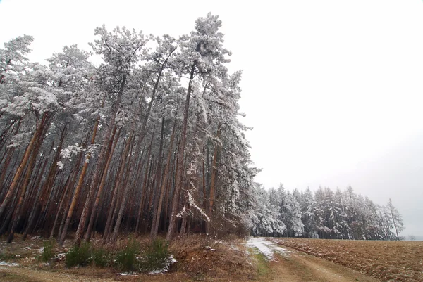 Bosque y campo de invierno — Foto de Stock
