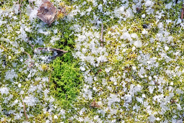 Moss and snow — Stock Photo, Image