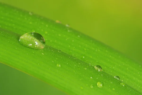 Dew on a leaf — Stock Photo, Image