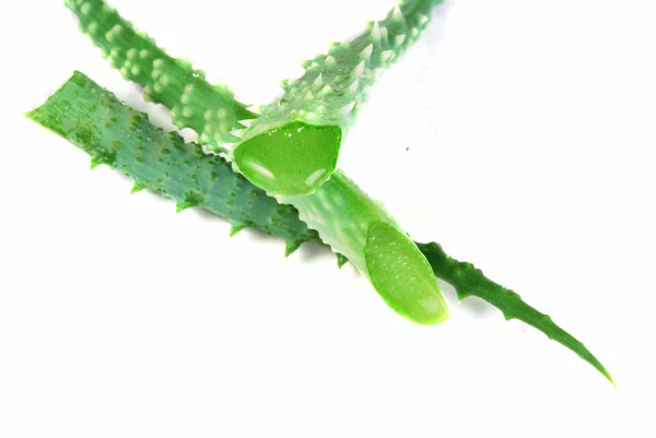 Aloe leaves — Stock Photo, Image