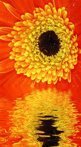 Çiçek yansıması — Stok fotoğraf