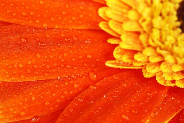 Gerbera orange — Photo