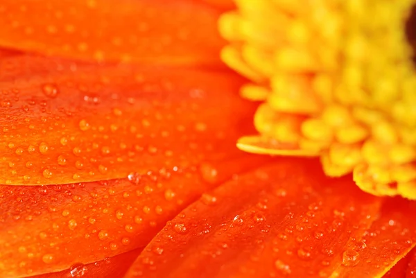 Gerberas de naranja — Foto de Stock