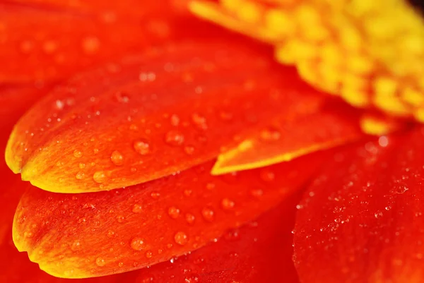 Oranje gerbera — Stockfoto