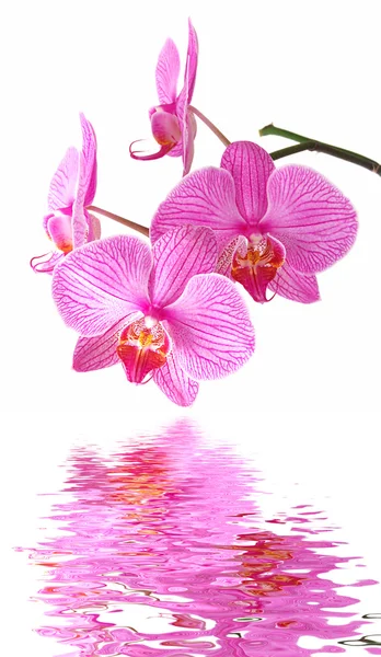 Roze orchid reflectie — Stockfoto