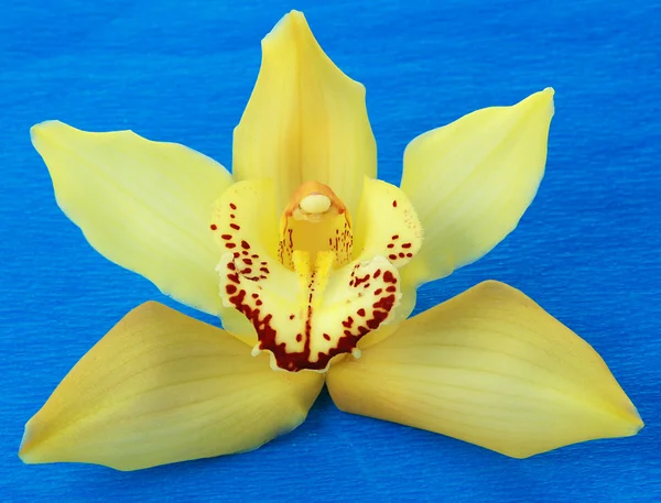 Żółta orchidea na niebiesko — Zdjęcie stockowe