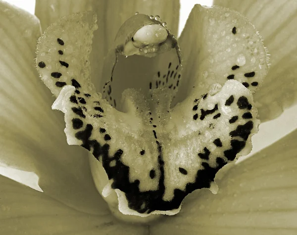 Orchchid květ - sepia — Stock fotografie