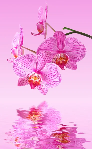 Pink orchid reflection — Stock Photo, Image