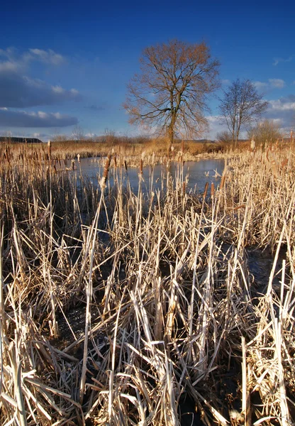 凍った湖と葦 — ストック写真