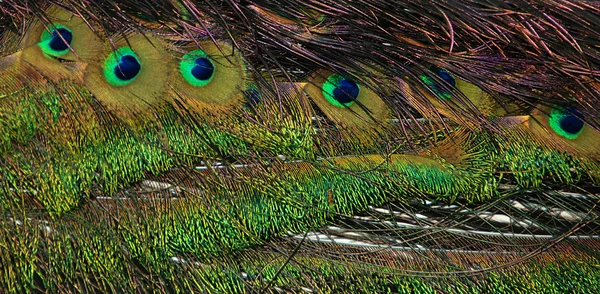 Перья павлина — стоковое фото