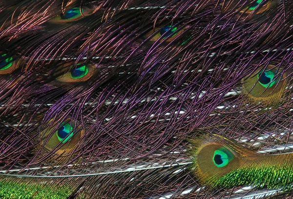 Plumas de pavo real — Foto de Stock